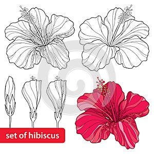 Set of Chinese Hibiscus or Hibiscus rosa-sinensis on white background. Flower symbol of Hawaii