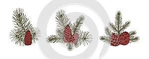 Set of Christmas botany compositions with pine tree branches and cones. Vector illustration in sketch style isolated on white