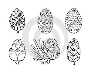 Set Christmas pine, fir tree branches and cones sketch. Hand drawn vector pencil drawing elements for Christmas and New Year