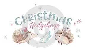 Set of Christmas Woodland forest cartoon baby cute hedgehog animal character. Winter raccoon christmas tree floral