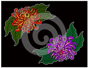 Set of chrysanthemum flower vector for printing on background.