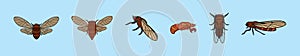 set of cicada cartoon icon design template with various models. vector illustration isolated on blue background