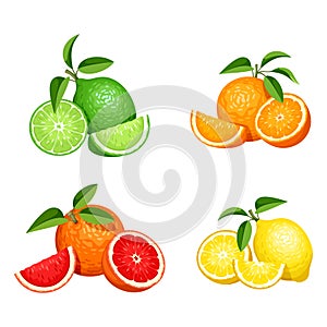 Set of citrus fruits isolated on white. Vector illustration.