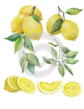 Set of citrus fruits. Lemon fruits, leaves and flowers, lemon slices. Watercolor illustration