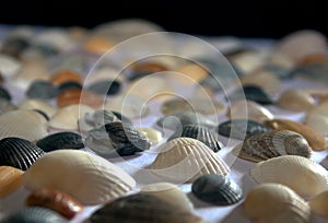 set of clam mollusc shells isolated