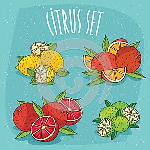 Set of cliparts organic citrus fruits