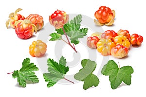 Set of cloudberries (Rubus Chamaemorus) and leaves, paths,elements