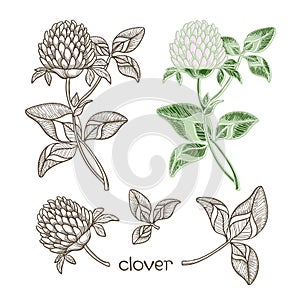 Set of clover isolated on the white background.Sketch. photo