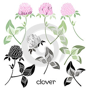 Set of clover isolated on the white background. photo