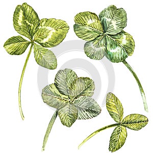 A set of clover leaves - four-leafed and trefoil. Watercolor illustration. Design element Happy Saint Patricks Day
