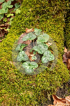 A set of clovers in a moss covered stride