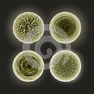 Set of cocci bacteria photo