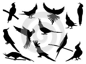 Set of cockatiel bird silhouette vector art