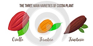 Set of Cocoa pods illustration. Criollo, forastero, trinitario types. realistic style. photo