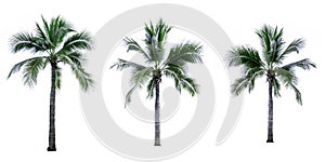 Set of coconut tree isolated on white background used for advertising decorative architecture.