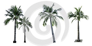 Set of coconut tree isolated on white background used for advertising decorative architecture.