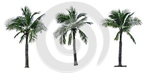 Set of coconut tree isolated on white background used for advertising decorative architecture.