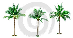 Set of coconut tree isolated on white background used for advertising decorative architecture.