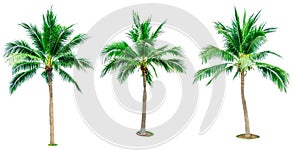 Set of coconut tree isolated on white background