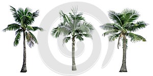 Set of coconut tree used for advertising decorative architecture. Summer and beach concept