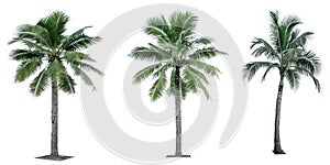 Set of coconut tree used for advertising decorative architecture. Summer and beach concept