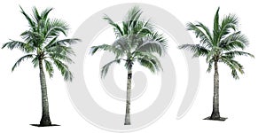 Set of coconut tree used for advertising decorative architecture. Summer and beach concept