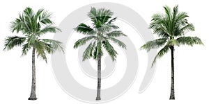 Set of coconut tree used for advertising decorative architecture. Summer and beach concept