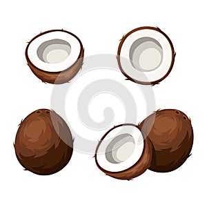 Set of coconuts isolated on white. Vector illustration.