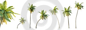 Set of cocos nucifera palm trees with selective focus closeup isolated on transparent background.