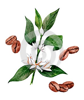 Set of coffee branches with flowers and coffee beans