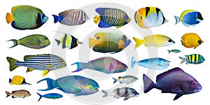 Set collection of colorful tropical fish like angelfish snapper surgeonfish and butterflyfish isolated on white background. indian