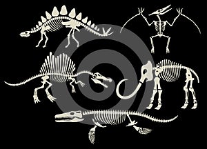 Set Collection of Dinosaur Fossils Archaeology Black and White