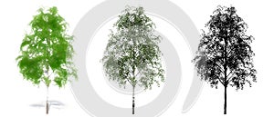 Set or collection of European White Beech trees, painted, natural and as a black silhouette on white background.