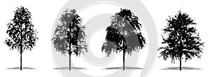 Set or collection of European White Birch trees as a black silhouette on white background. Concept or conceptual vector for nature