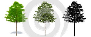 Set or collection of Field Maple trees, painted, natural and as a black silhouette on white background.