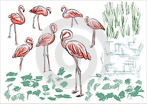 Set collection of flamingos with greenery plants water. Sketch-style illustration, careless hand drawing. Vector.