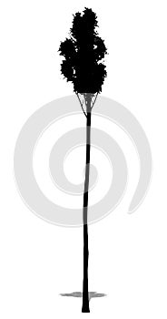 Set or collection of Flooded Gum tree as a black silhouette on white background. Concept or conceptual vector for nature, planet,