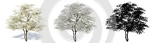 Set or collection of Flowering Dogwood trees, painted, natural and as a black silhouette on white background.