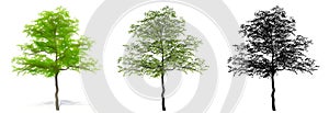 Set or collection of Flowering Dogwood trees, painted, natural and as a black silhouette on white background.