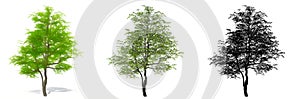 Set or collection of Flowering Dogwood trees, painted, natural and as a black silhouette on white background.