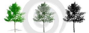 Set or collection of Green Ash trees, painted, natural and as a black silhouette on white background.