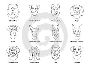 Set, collection of isolated black outline head of airedale terrier, chow, husky, pharaoh hound, saint bernard, labrador, collie, d