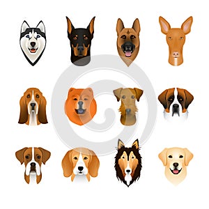 Set, collection of isolated colorful head and face of airedale terrier, beagle, chow, husky, pharaoh hound, saint bernard, labrado