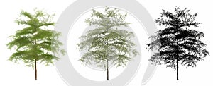 Set or collection of Japanese Maple trees, painted, natural and as a black silhouette on white background.