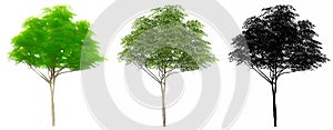 Set or collection of Konara Oak trees, painted, natural and as a black silhouette on white background.