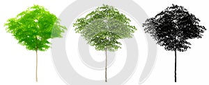 Set or collection of Konara Oak trees, painted, natural and as a black silhouette on white background.