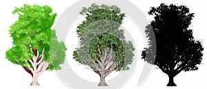 Set or collection of Korean Stewartia trees, painted, natural and as a black silhouette on white background.