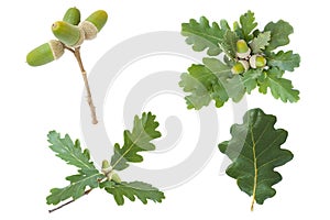 Set collection of the  Leaves and fruit of Downy Oak Quercus pubescens photo
