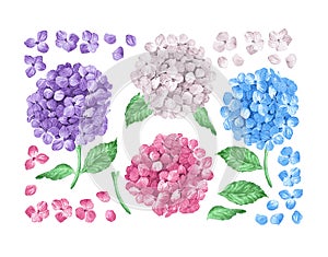 Set collection of Lilac hydrangea flowers, leaves, petals isolated on white background. Watercolor style. Editable