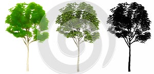 Set or collection of London Plane trees, painted, natural and as a black silhouette on white background.